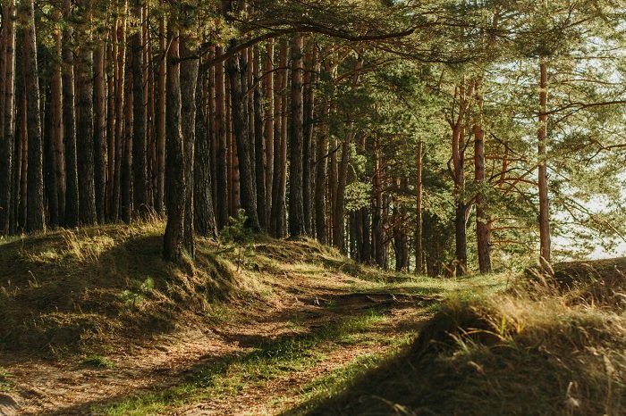 Path through woodland in evening light