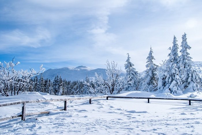 Snowy landscape with snow-covered pine trees