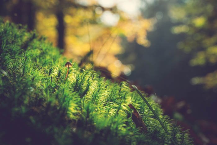 A close up of a mushroom on a forest floor